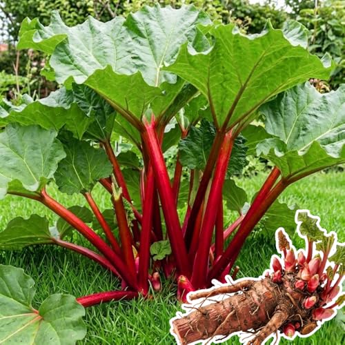 5 XL Size Rhubarb Roots for Planting High Yield Rhubarb Plants Live Large Crowns Cold Hardy Zones 2-8
