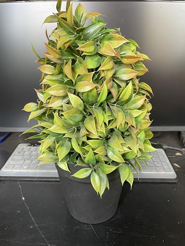 Image of Artificial Realistic Brown Leaves Bonsai Potted Plant for Home Office Kitchen Living Room Hotel Restorent Table Corner Center Piece | Natural Look | Show Piece | 36 cm