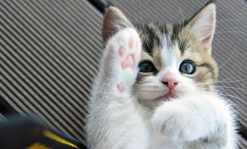 PET SUPPLEMENTS cat Stomach Relief Natural - Digestive AID - for Cats - Advanced PROBIOTIC - CHEWABLE - cat Treats for Digestion - 2 Bottle (120 Chews)