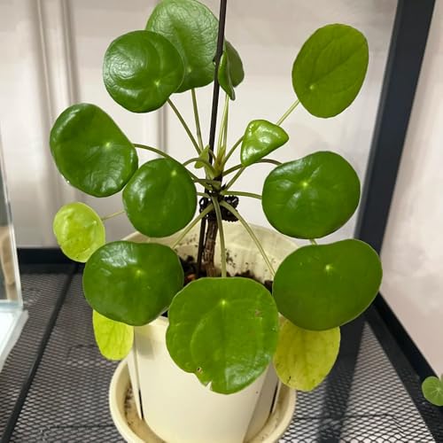 semi di pilea peperomioides - giardino di moneta fortunata resistenti all'esterno perenne resistente tappezzante 100pcs