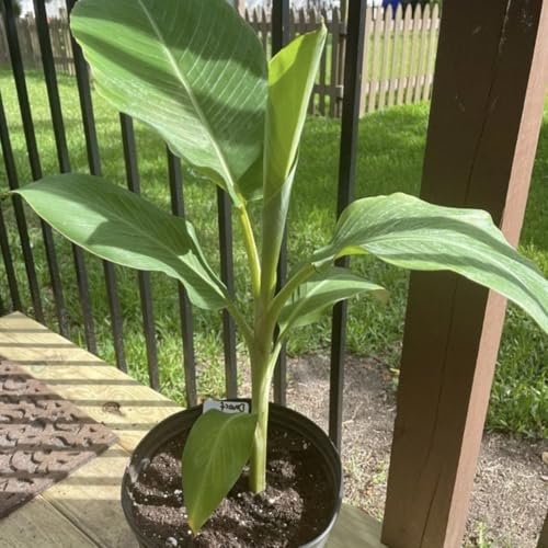 Generic Namwah Banana Tree - 4-6 Inches Tall Starter Plant - Cold Hardy Banana Tree to 10F - Dwarf Banana - Ideal for Home Gardens and Tropical Landscapes, Yellow
