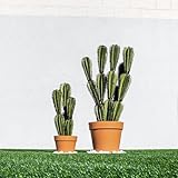 Catral Cactus Euphorbia SUZANNAE, 57.5 Cm