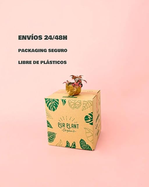 Foto 7 de 7 de PUR PLANT Fittonia Dark Pink Mini