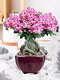2: la rosa del desierto tiene una apariencia hermosa y una fragancia elegante, adecuada para plantas en macetas