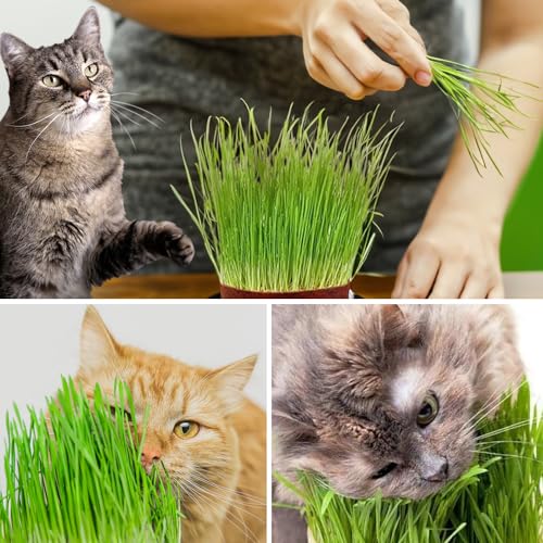 Image of Catgrass Growing Kit for Indoor & Outdoor Cats| Cat Grass Growing Kit with 4-Cocopeat Discs|3-Packets Of Chemical Free Wheat Grass Seeds| 1-Grass Planter| Easy To Grow