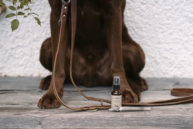 Silberspray für Hunde – natürliche Pflege, mit Aloe Vera und Hyaluron, reinigt und regeneriert, nanofrei, mit Mikrosilber, SILBERSPRAY von LILA LOVES IT, 50 ml