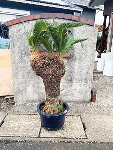 Amazon Co Jp 一鉢限定 人気の分頭ソテツ 130cm 12号プラ 地植えにおススメ Diy 工具 ガーデン