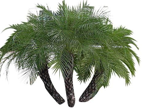 10 Dwarf date palm seeds (Phoenix roebelenii) ->Seller Samenchilishop(World)