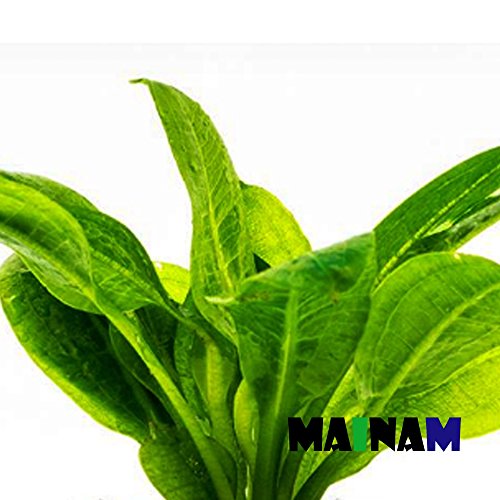 Echinodorus Parviflorus Rosette Amazon Sword Live Aquarium Plant Rooted Bundle for Freshwater Aquatic Tank Decorations by Mainam - Thumbnail 4