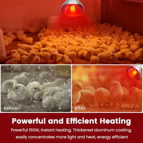 DaToo Infrared Heat Lamp Bulb for Chickens Red Heat Lamp Flood Light Heat Lamp Bulb 150 W Heating Bulbs for Brooder Coops Pets Chicks Reptiles Food Service (1 Pack) by DaToo - Used condition - Image 3