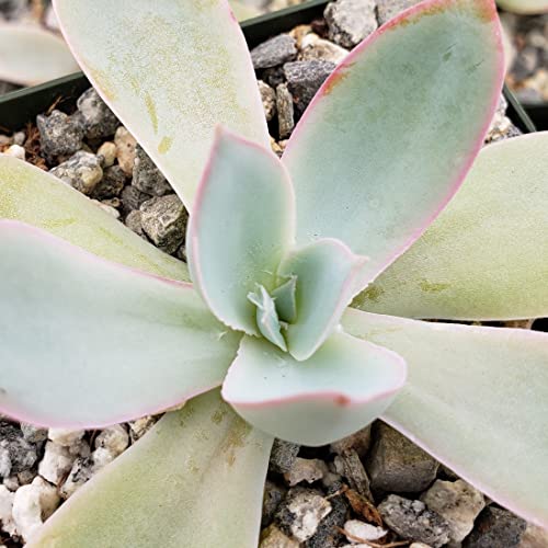 Echeveria Cante Cacti Cactus Succulent Real Live Plant #TOP2