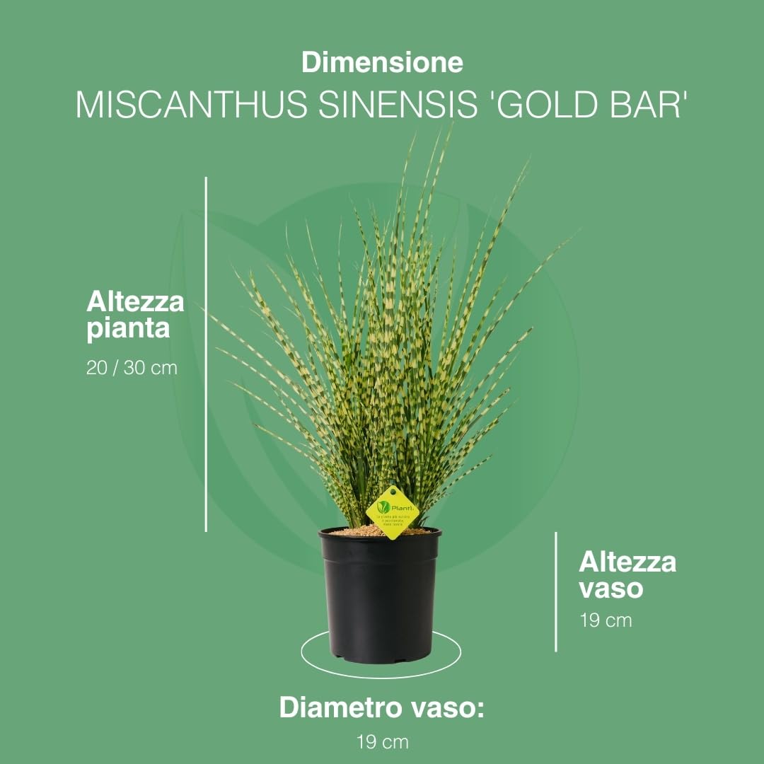MISCANTHUS – Pianta Ornamentale da Esterno, Miscanto Semisempreverde Ideale per Vaso e Giardino, Diametro Vaso 19 cm (Gold Bar)