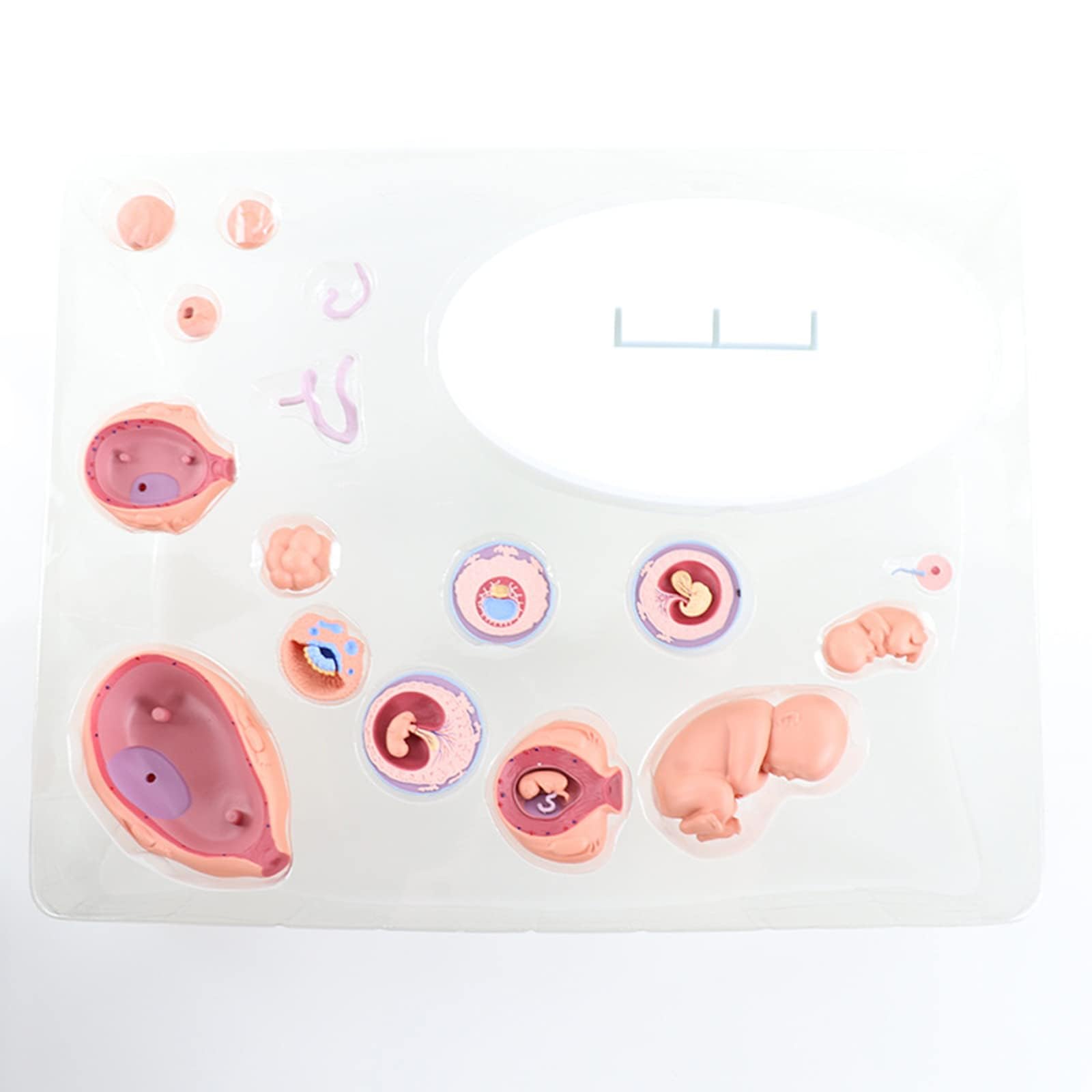 4D Fetus Modell - Anatomisches Modell zur Entwicklung des Fötus für medizinisches Lehren und Lernen - Gebärmutter-Embryo-Wachstumsprozess Anatomie Bildungsbedarf