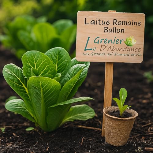 500 Graines à semer - Le Grenier d'Abondance - LAITUE ROMAINE - Romaine Ballon