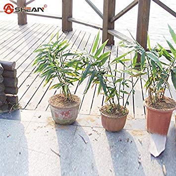 200 pezzi di semi di menta mosaico semi di ortaggi balcone in vaso semi di piante aromatiche menta piperita assorbire formaldeide:Seeds