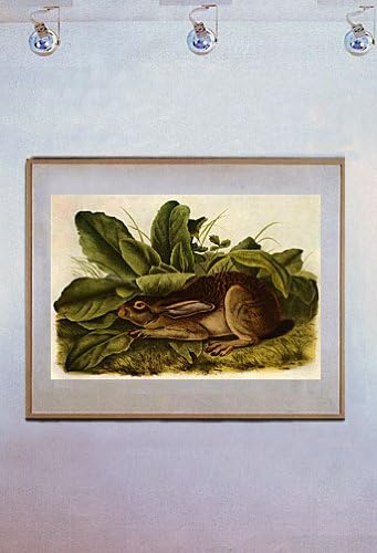 Miniatura 2 de John James Audubon "Jack Conejo" hermosas obras de arte de impresión
