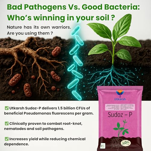 Image of Utkarsh Pseudomonas Fluorescens Powder 1.0% W.P. CFU Count: 1 x 10^8 / gm. min. for Plants, Crops and Home Gardening - Sudoz-P (2 Kg; Pack of 2 of 1 Kg)