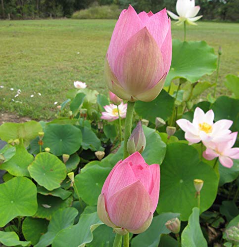 ROYAL LAND Aquatic plant Dwarf ‘Apple Blossom ’ Lotus Nelumbo nucifera Pink White Color 20 Fresh Seeds Pack (B09B48LQRW) Amazon Price History, Amazon Price Tracker