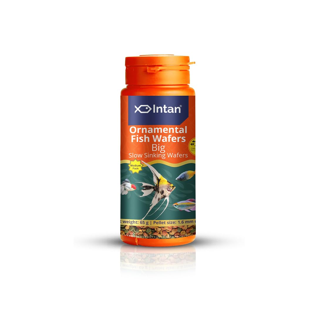 Growel Intan Ornamental Fish Wafers (Big 1.6mm Slow Sinking) | 65gm - Highly Nutritious Ornamental Fish Food for Angels, Gouramis, Goldfish, Barbs & Rainbows (B0CF5GTPJD) Amazon Price History, Amazon Price Tracker
