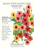 Spanish Eyes Black-Eyed Susan Vine - 20 Seeds - Thunbergia