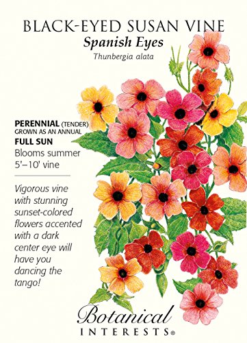 Spanish Eyes Black-Eyed Susan Vine - 20 Seeds - Thunbergia Spanish Eyes Black-Eyed Susan Vine - 20 Seeds - Thunbergia