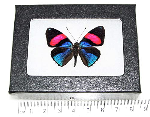BicBugs Callicore hesperis Blue Pink Butterfly Peru Framed