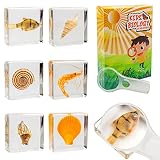 6 PCS Aquatic Life Specimen Set, Architectonica trochlearis, Scallop, Turridae, Kamenote, Shrimp,Tig