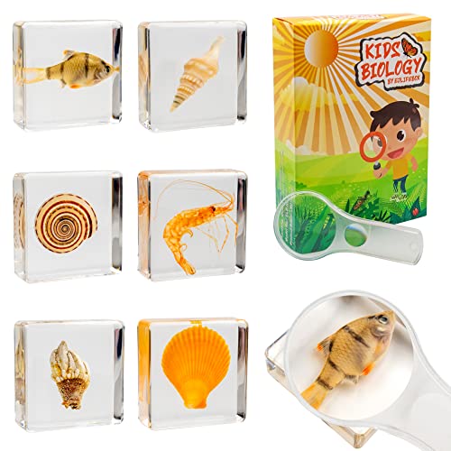 6 Pcs Aquatic Life Specimen Set, Architectonica Trochlearis, Scallop, Turridae, Kamenote, Shrimp,Tiger Barb Resin Collection Science Toys #TOP6