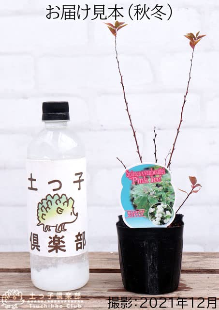 Amazon.co.jp: 斑入りコデマリ『ピンクアイス』9cmポット苗 : DIY