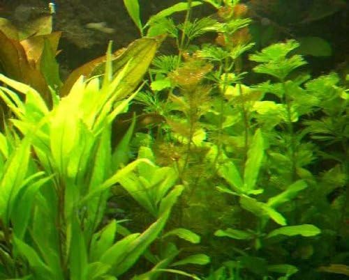 1 Bund Wasserpest, 56 Pflanzen,Aquarium, Teich Amazon.de Haustier