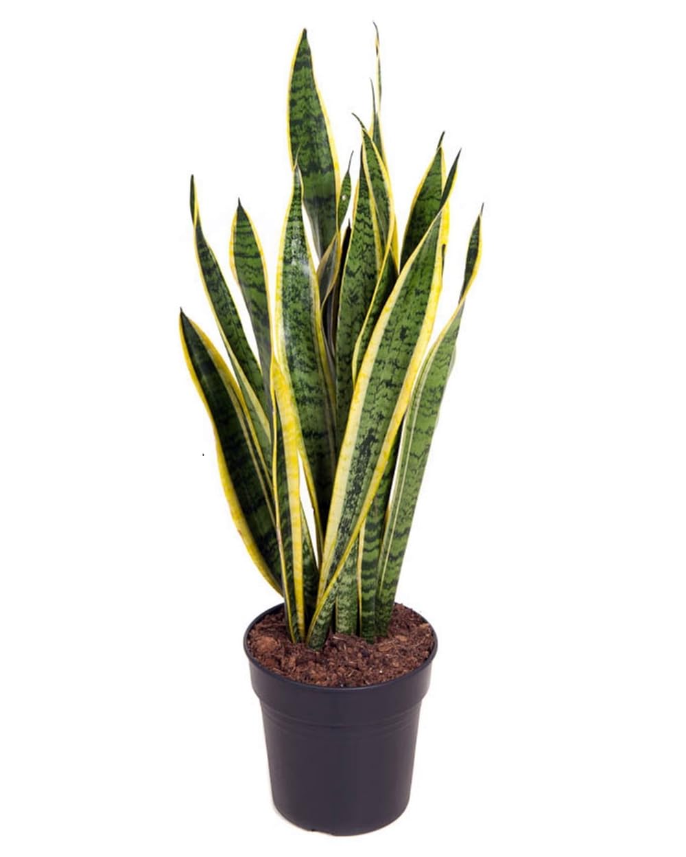 Planta natural de 70-80 cm. Sansevieria Laurentii, Lengua de suegra, lengua de tigre o espada de San Jorge. Segura Garden. Mejora la calidad del aire al absorber toxinas