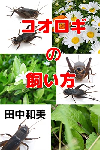 コオロギの飼い方