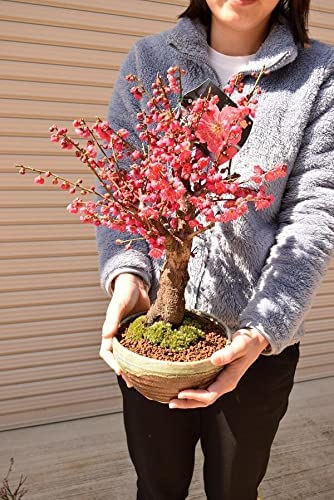 Amazon.co.jp: 梅盆栽 信楽鉢入り 1鉢 紅梅大盃梅 (紅梅) : DIY・工具