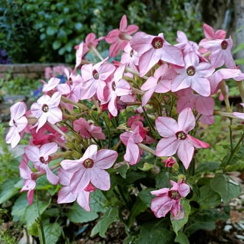 semi di tabacco - giardino balcone aiuola rialzata, resistenti 200pcs