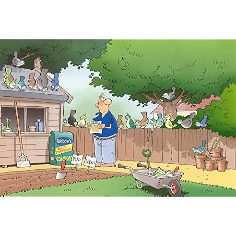 Rainbow Cards - Birds Spotting Seeds Cover