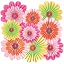 Colorful Flower
