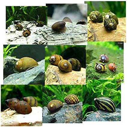 エビ 貝 おまかせカノコ貝 ５匹 北海道 九州航空便要保温 Charm チャーム 観賞魚 水中生物 通販 Amazon