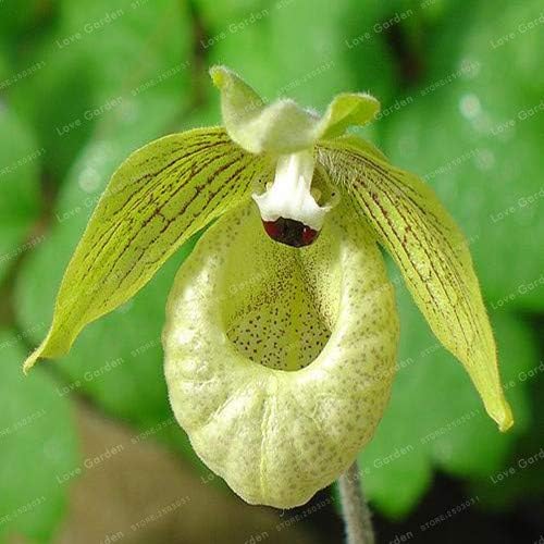 50 Pz Cypripedium Balcone Fiori Terrazza Fiori Paphiopedilum Pantofola Orchidea Per Giardino di Casa: 7