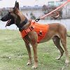 ICEFANG Tactical Dog Harness with 4X Metal Buckle,Working Dog MOLLE K9 Vest with Handle,No Pulling Front Clip,Adjustable Pet Harness for Large Dogs (L (28-35 Chest), Orange)