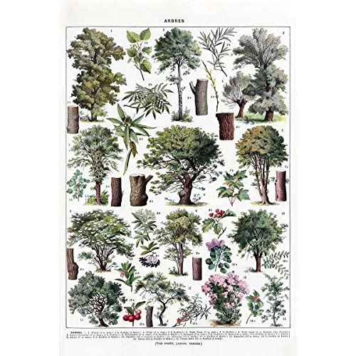 Meishe Art Poster con stampa di alberi da giardino, foresta, piante botaniche, arboreto, illustrazioni educative, natura, botanica, opera d'arte per decorazione da parete per la casa, soggiorno e