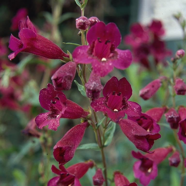 Penstemon 'Purple Bedder' Garden Plant Hardy Perennial Flowering Garden Plants Easy to Grow Your Own by Park Farm Plants (6 x Plug Plants)