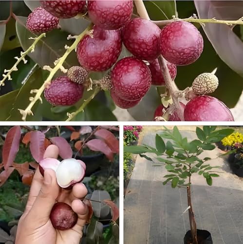 Image of All-Time12 Months Hybrid Grafted Guti Kolom Live Fruit Plant Original & Authentic for Outdoor Fast-Growing Fruit Plant Home Pack Of-1 (Red Ruby Longan plant Pack of-1, Medium)