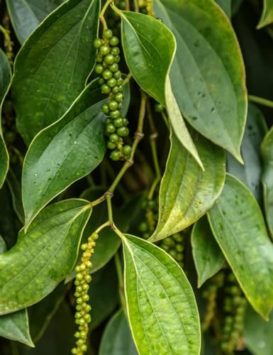 Image of Branded Live Black Pepper plant pack of 1