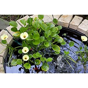 Floating Plants for Water Gardens and Ponds (Water Poppy) Floating Plants for Water Gardens and Ponds Water Poppy