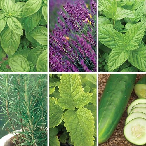Image of Ferry-Morse Mixology Seed Variety Pack - 6 Pack