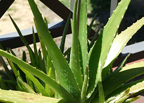 FlowerPotNursery Aloe Vera Plant (Medicinal) 4" Pot FlowerPotNursery Aloe Vera Plant (Medicinal) 4" Pot