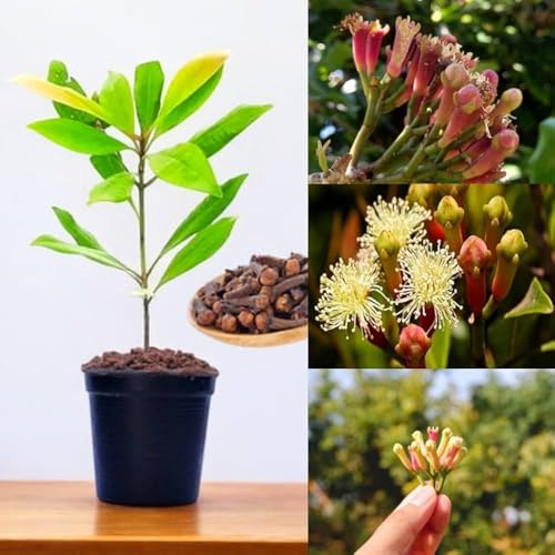 Live Lavang Plant, Syzygium aromaticum, Clove Plant, Aromatic & Medicinal Plant for Home Garden