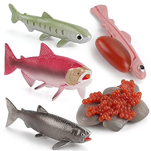 Fantarea 5 PCS Sea Marine Animal Figures Ocean Creatures Action Figure Models Life Cycle Salmon Fish Figurine Cake Toppers Party Favors Supplies Educational Toy for Boys Girls Kid 5 6 7 8 Years Old