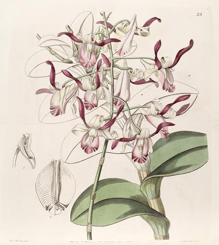 Art Tableau Dendrobium Taurinum pour salon moderne : toile murale d'artiste 60x90cm
