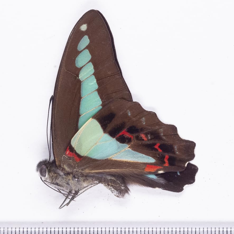 みのり　昆虫標本 楽天市場】【宅配便送料無料】昆虫の標本 キバネツマルリタマムシ